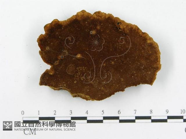 木層孔菌屬藏品圖，第1張