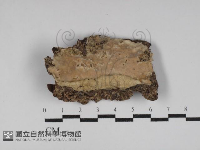 登錄號:F0030064藏品圖，第1張