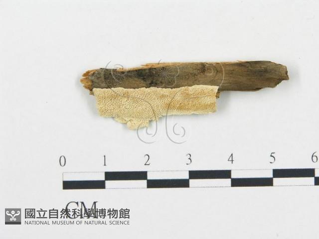 登錄號:F0006064藏品圖，第1張