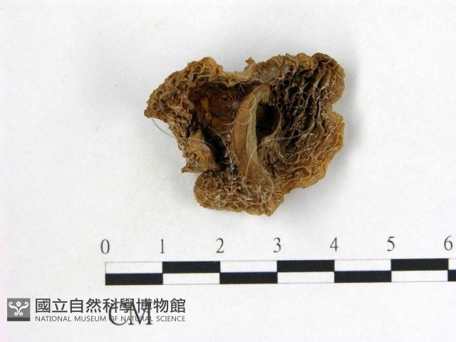 皺木耳藏品圖，第1張
