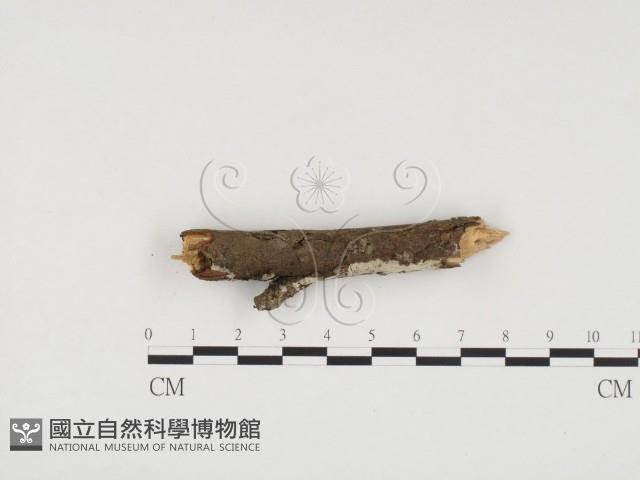 冇骨消絲齒菌藏品圖，第1張
