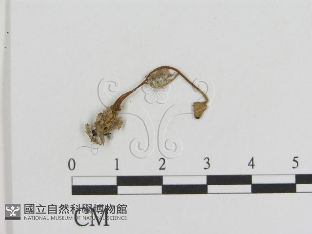 登錄號:F0011064藏品圖，第1張