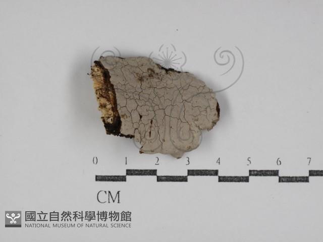 刺革菌屬藏品圖，第1張