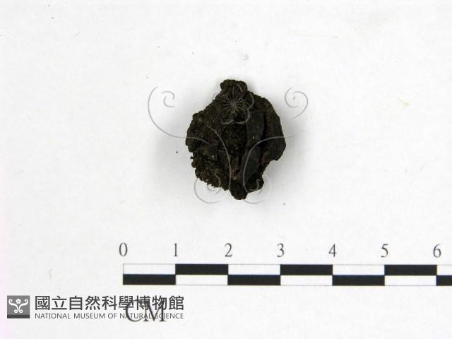 登錄號:F0004064藏品圖，第1張