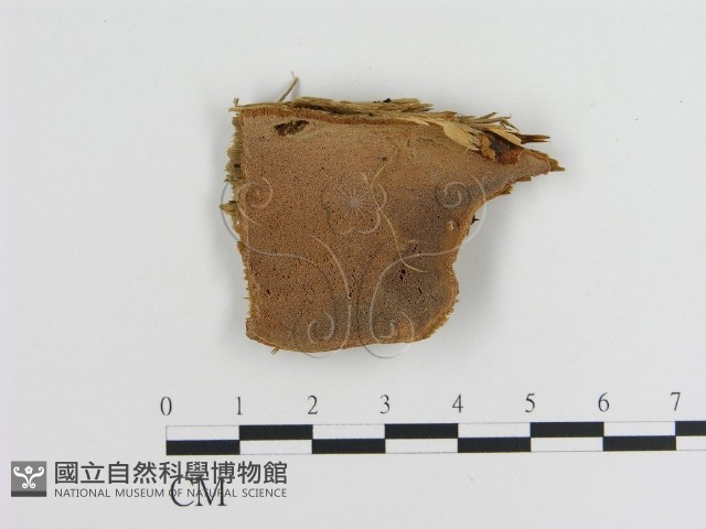 登錄號:F0014064藏品圖，第1張