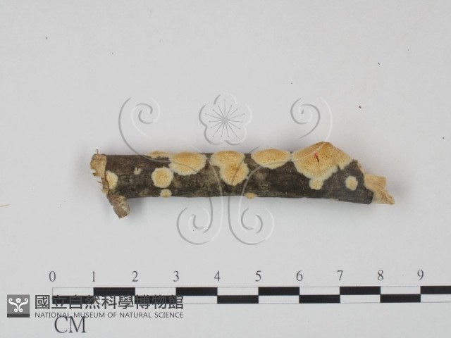 登錄號:F0022064藏品圖，第1張
