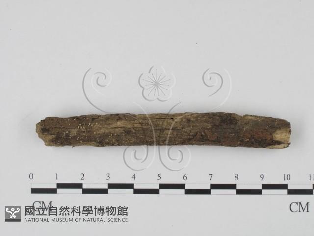 登錄號:F0012064藏品圖，第1張