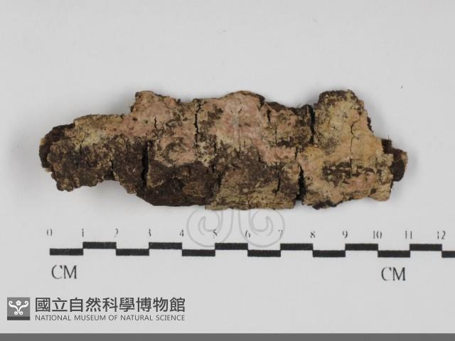 登錄號:F0032064藏品圖，第1張