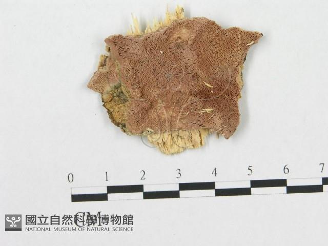 登錄號:F0007064藏品圖，第1張