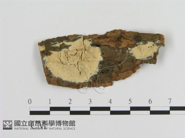 登錄號:F0015064藏品圖，第1張
