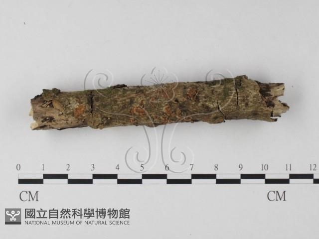 登錄號:F0009064藏品圖，第1張