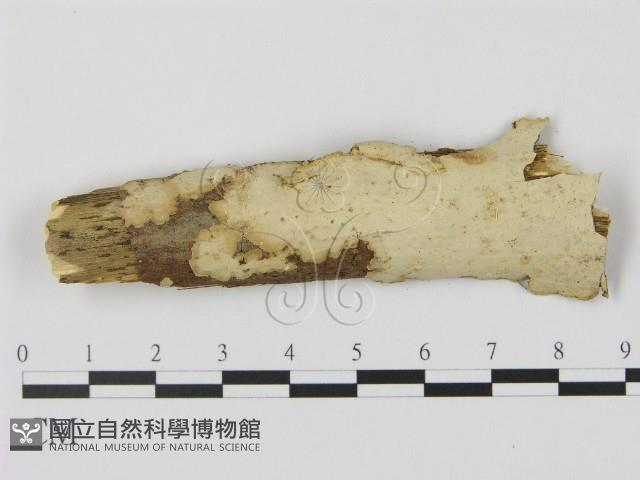 登錄號:F0003064藏品圖，第1張