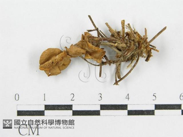 登錄號:F0013064藏品圖，第1張