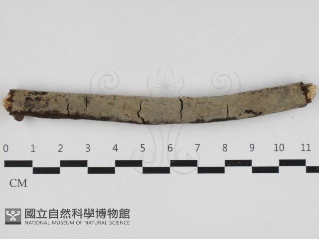 串擔革菌屬藏品圖，第1張