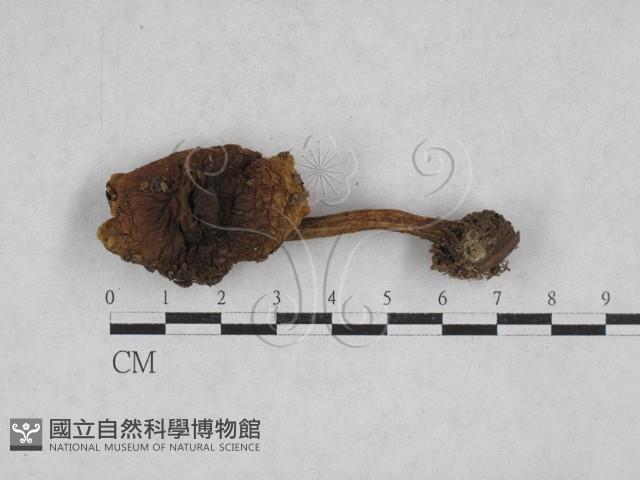 登錄號:F0028364藏品圖，第1張