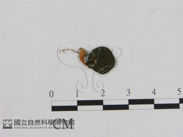 小菇屬藏品圖，第1張