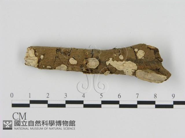刺皮菌屬藏品圖，第1張