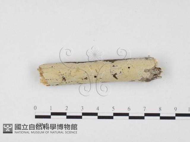 冇骨消絲齒菌藏品圖，第1張