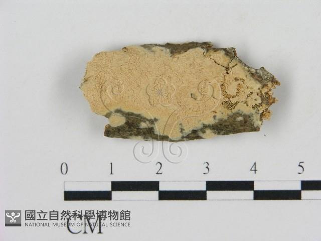 登錄號:F0010364藏品圖，第1張