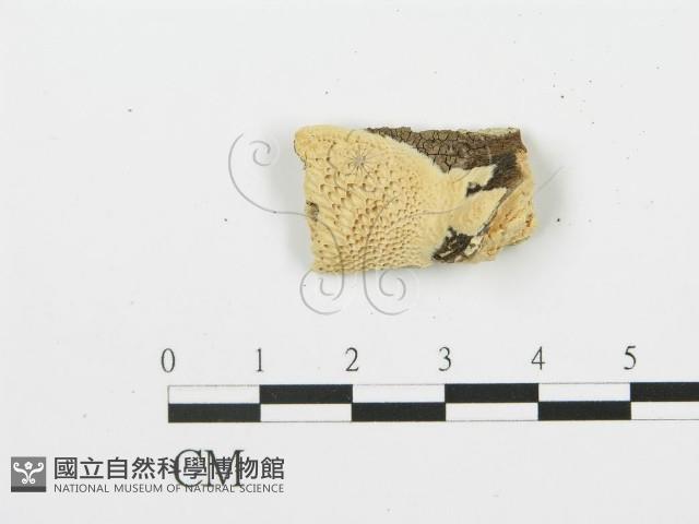 登錄號:F0006364藏品圖，第1張