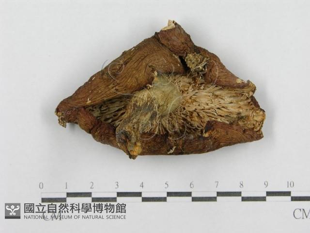 登錄號:F0016364藏品圖，第1張