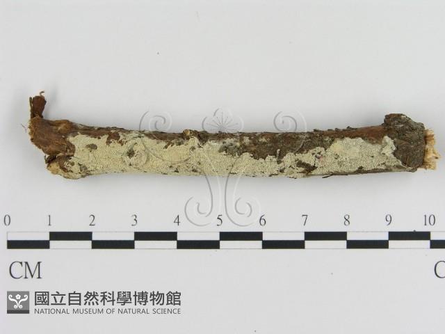 登錄號:F0021364藏品圖，第1張