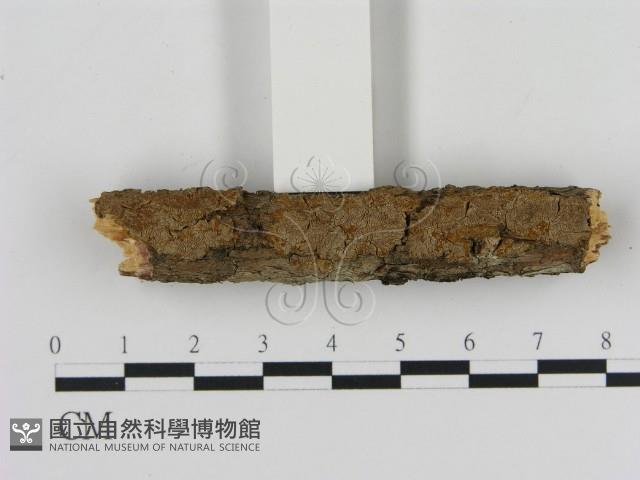 刺革菌屬藏品圖，第1張