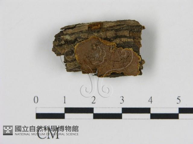 刺革菌屬藏品圖，第1張
