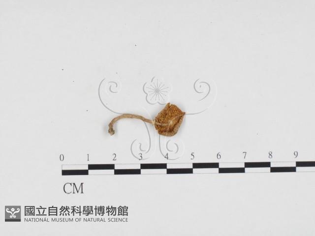 登錄號:F0024364藏品圖，第1張