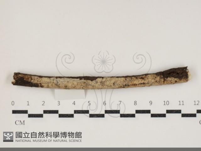 登錄號:F0034364藏品圖，第1張