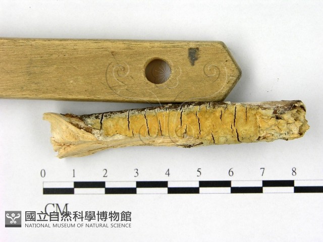 登錄號:F0022364藏品圖，第1張