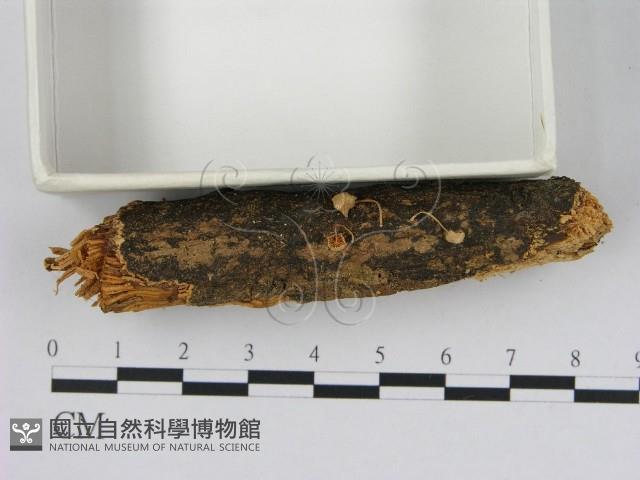 登錄號:F0002364藏品圖，第1張