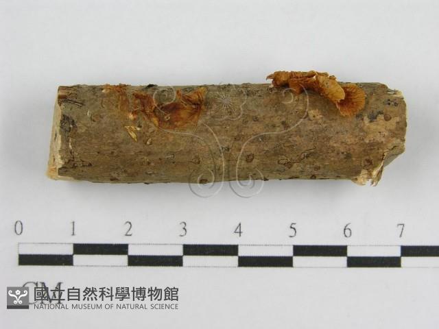 微皮傘屬藏品圖，第1張
