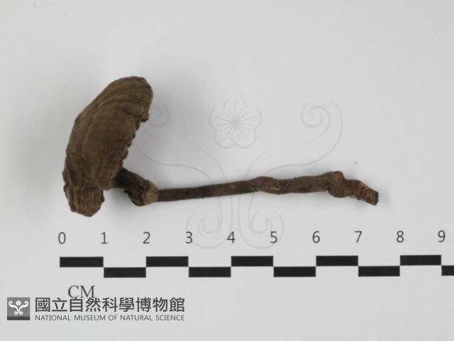 登錄號:F0032364藏品圖，第1張