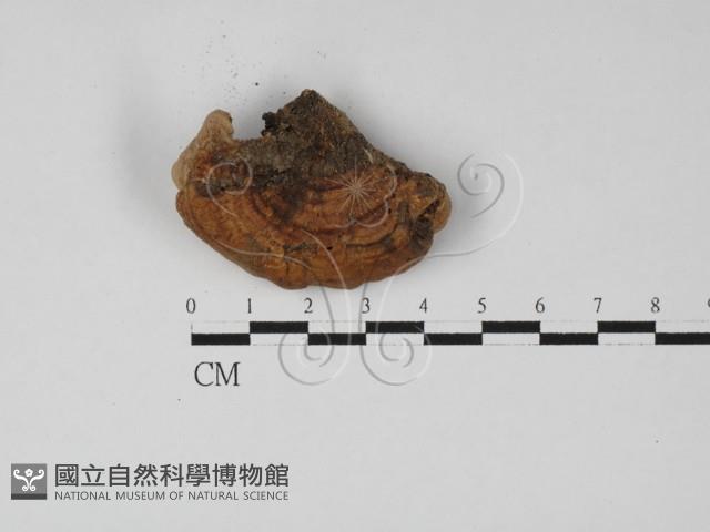 登錄號:F0027364藏品圖，第1張