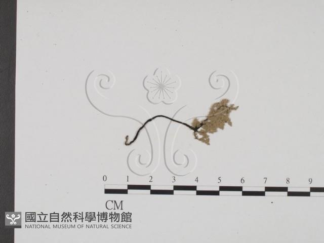 炭角菌屬藏品圖，第1張