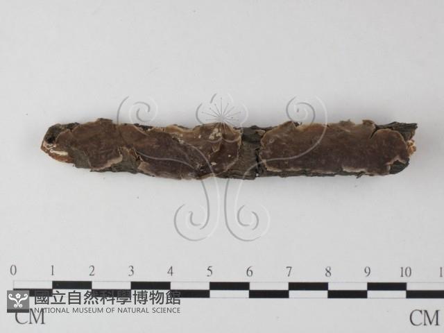 登錄號:F0025364藏品圖，第1張