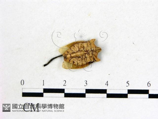 登錄號:F0015364藏品圖，第1張