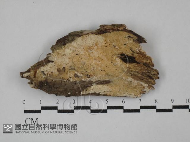 登錄號:F0029364藏品圖，第1張