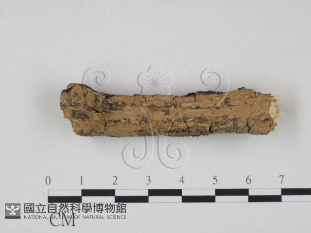 登錄號:F0009364藏品圖，第1張