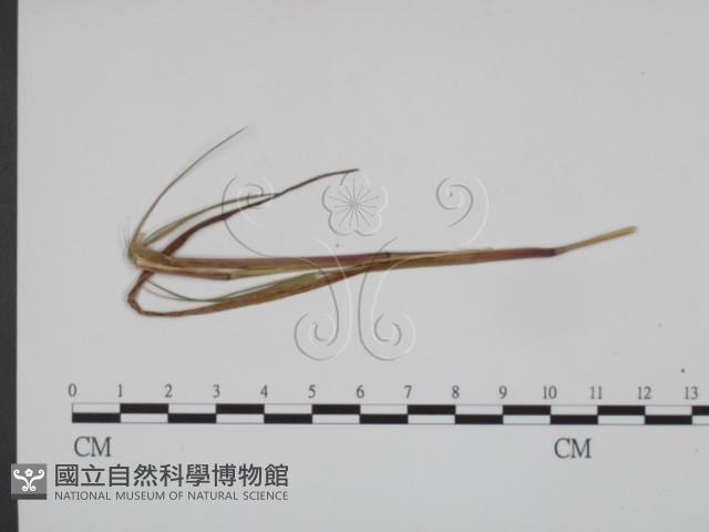 登錄號:F0019364藏品圖，第1張