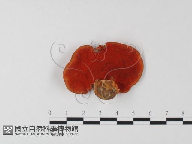血紅密孔菌藏品圖，第1張