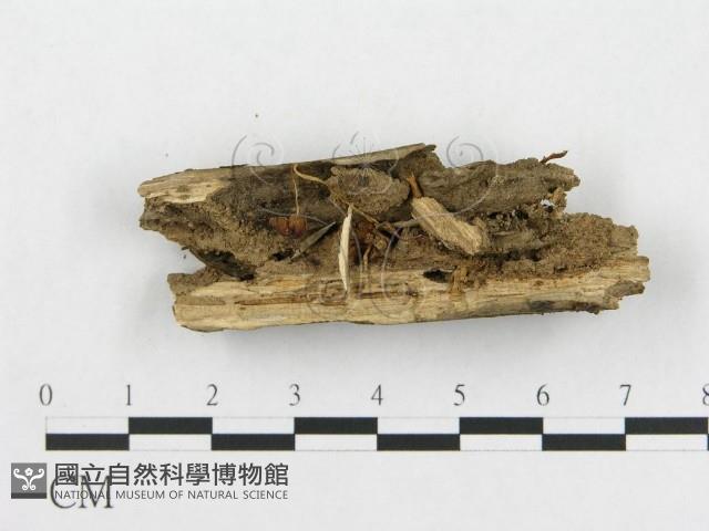 登錄號:F0013364藏品圖，第1張