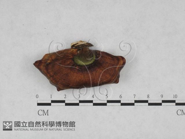 相鄰小孔菌藏品圖，第1張