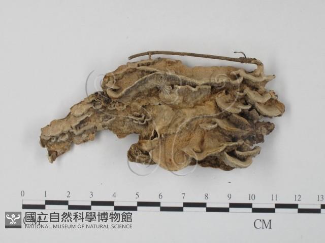 栓菌屬藏品圖，第1張