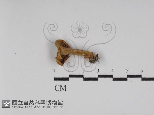 登錄號:F0030224藏品圖，第1張
