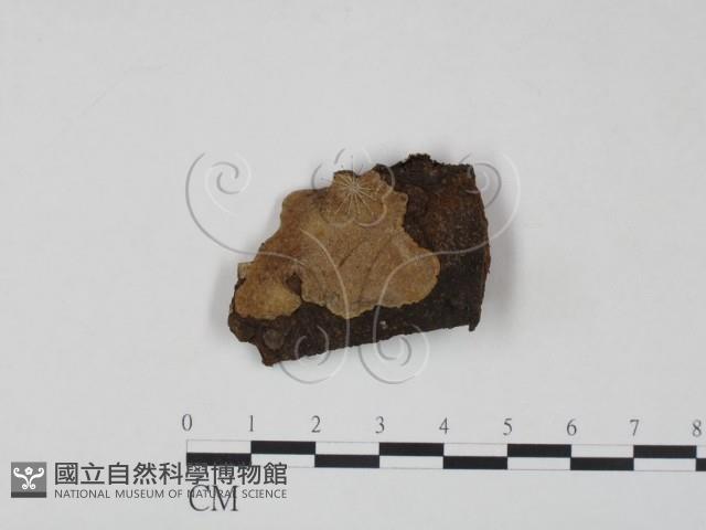 登錄號:F0006224藏品圖，第1張