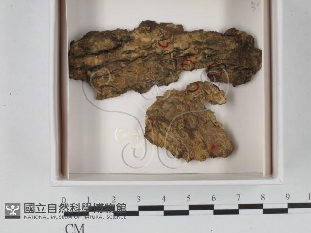 館號:F0021224藏品圖，第1張
