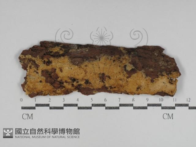 登錄號:F0031224藏品圖，第1張