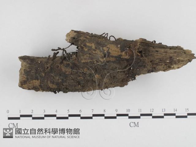 炭角菌屬藏品圖，第1張
